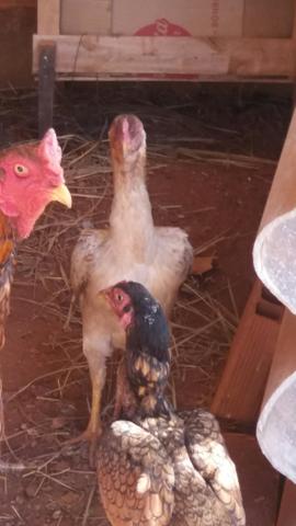 Galinha Índia boa postura