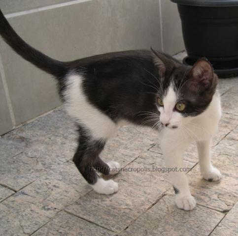 Granola - gatinha para adoção em Santos