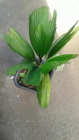 Horto neta plantas vende palmeira