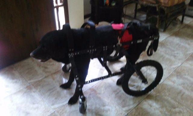 Labrador Cadeira de rodas e andador