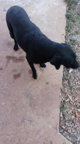 Labrador fêmea 3 anos. pr