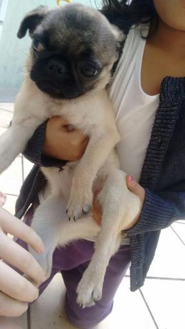Linda pug com 4 meses