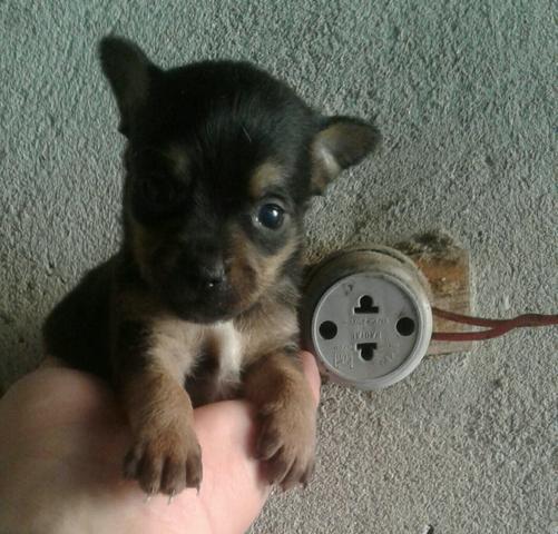 Pinscher zero fêmea