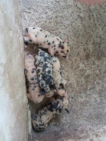 Porco anão madrizes