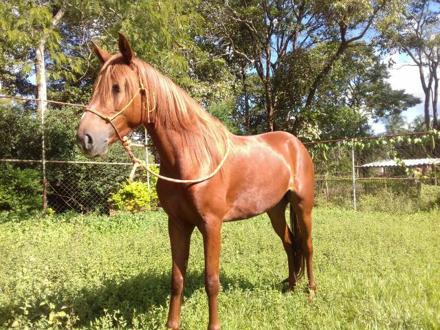 Potra mangalarga marchador