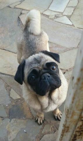 Pug fêmea 3 anos