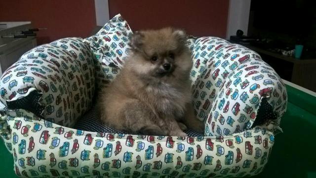 Spitz Alemão Macho Vacinado com pedigree!