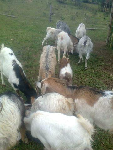 Vendo cabritas e cabritos