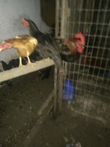 Vendo galinhas