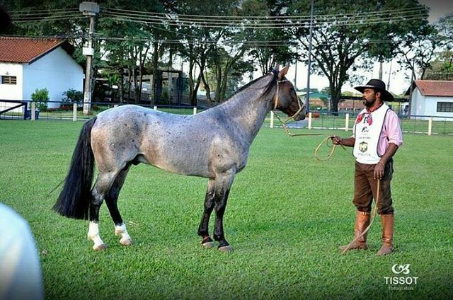 Cavalo Crioulo documentado