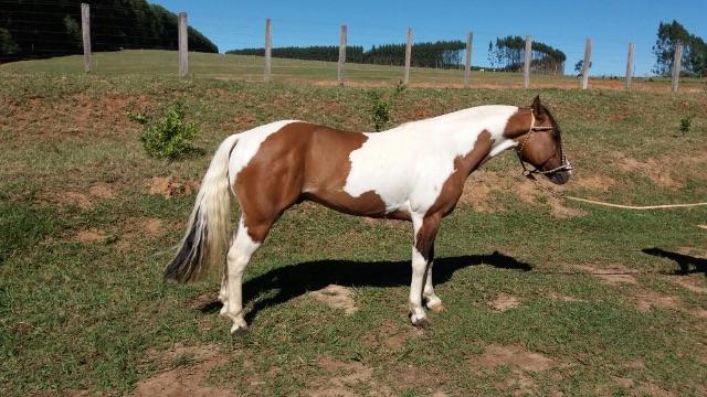 Cavalo Crioulo inteiro