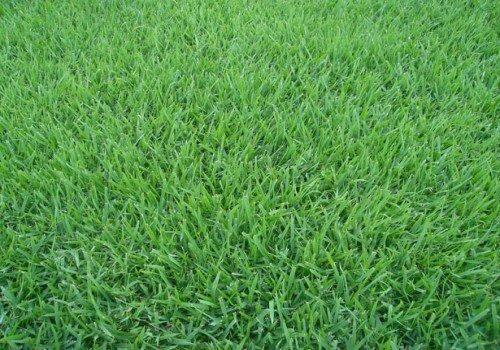 Gramas Verdes. Vendas e Plantio