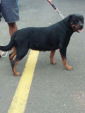 Linda Fêmea de 2 anos com Pedigree