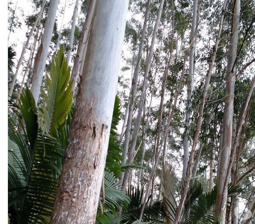 Reflorestamento floresta de Eucalyptus grandis