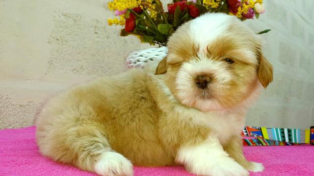 Shih tzu macho top de linha