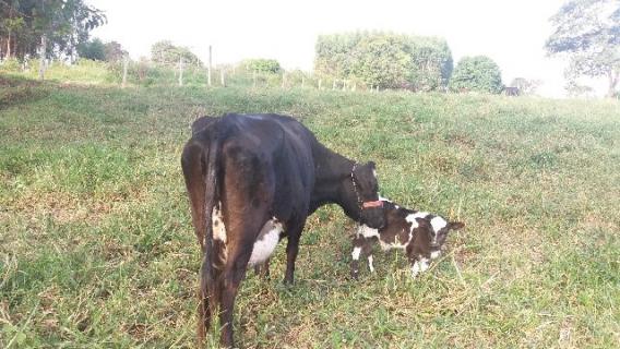 Vaca Jersolanda em lactação