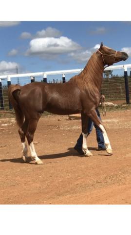 Vendo cobertura do mais lindo garanhão árabe