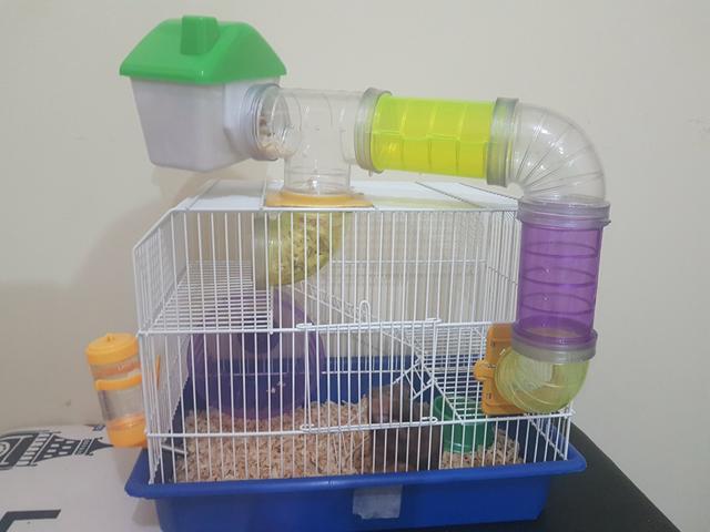 Vendo hamster fêmea com gaiola e bolinha de exercícios