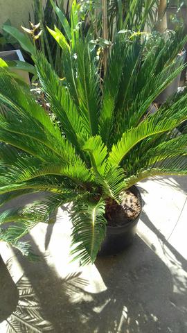 Vendo palmeira sagu
