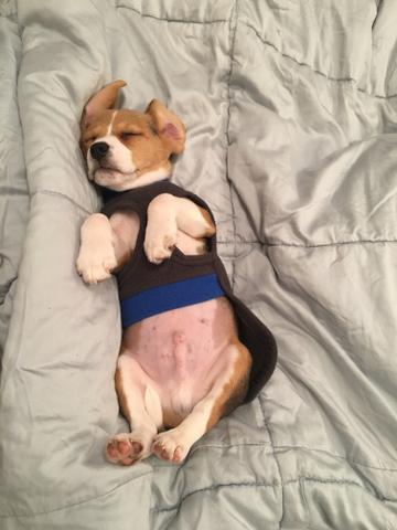 Beagle tricolor mini 13 polegadas