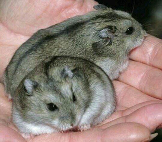 Casal de anão russo