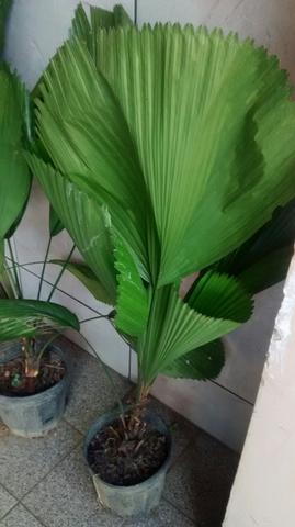Palmeira Licuala Grandis (Leque)