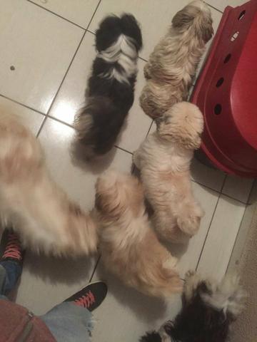 Plantel de shih tzu Europeu
