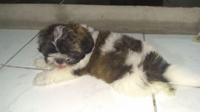 Shih Tzu - Macho