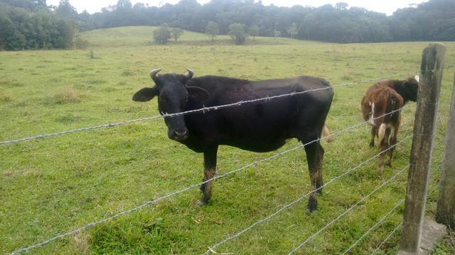 Vaca mestica gersey com terneiro ao pe