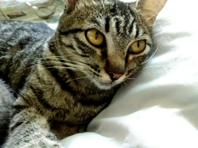 Adoção Responsável