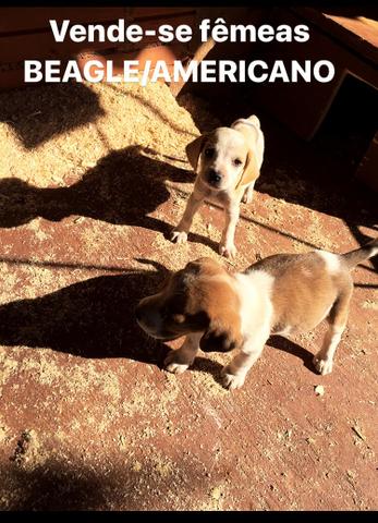 Beagle / Americano