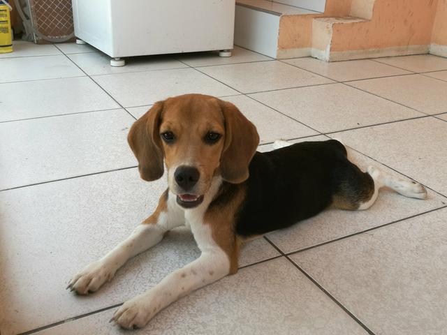 Beagle Fêmea