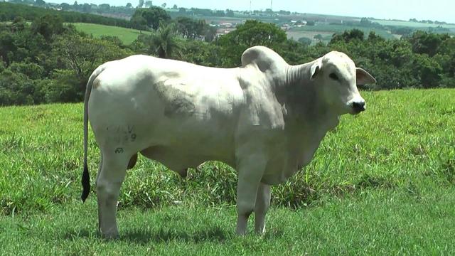 Boi Nelore Mocho Registrado ABCZ