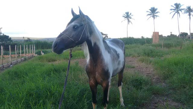 Cavalo Pampa Mangalarga Marchador