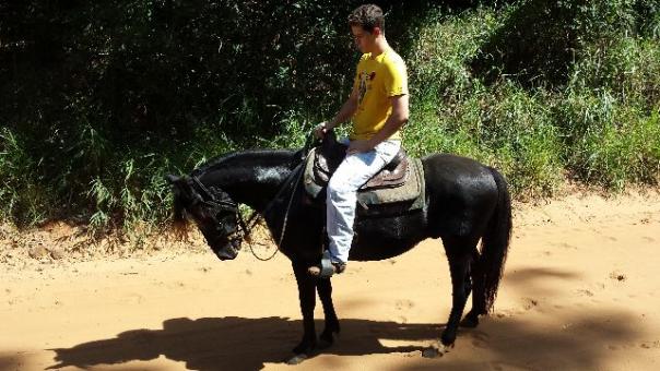 Cavalo preto marcha batida