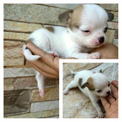 Chihuahua Disponível