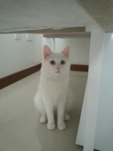 Doação de uma Gatinha- 