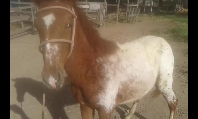 Potro appaloosa