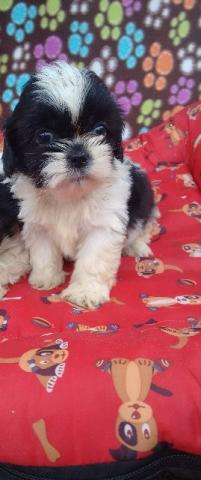 Shih Tzu