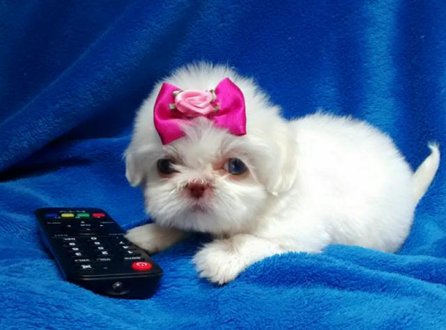 Shih tzu micro fêmea branca neve de olhos azuis