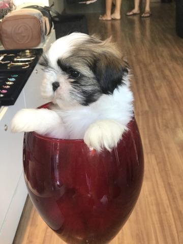 Shih tzu mini Femea