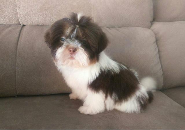 Shitzu linhagem fígado machinho !!!