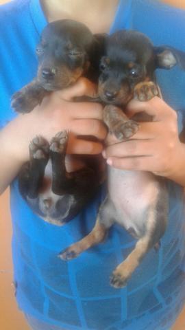 Vende-se cachorro pinscher