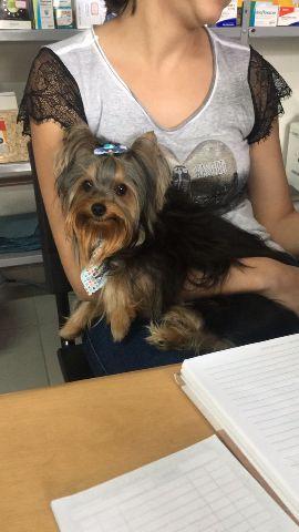 Yorkshire Terrier macho padreador 1 ano