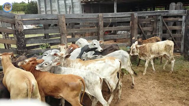 16 Bezerras cruzamento Ind.