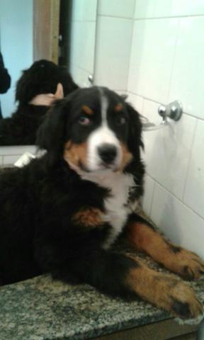 Bernese - Boiadeiro de Berna R$ 