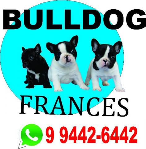 Bulldog Francês