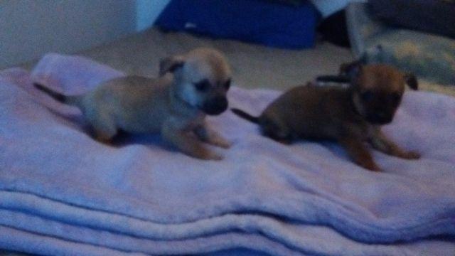 Chihuahua Macho e Femea Min