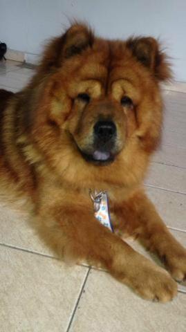 Chow Chow pré reserva