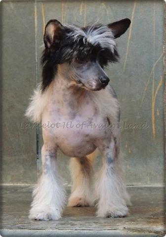 Cão De Crista Chinês - Lindos machos hairless